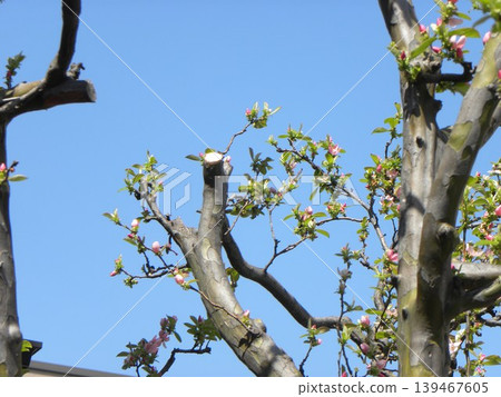 The pink blossoms of the quince tree will turn into yellow quince fruit in the autumn. The pink blossoms of the quince tree will turn into yellow quince fruit in the autumn. 139467605