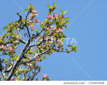 The pink blossoms of the quince tree will turn into yellow quince fruit in the autumn. The pink blossoms of the quince tree will turn into yellow quince fruit in the autumn. 139467606
