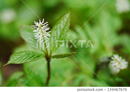 日本金盞花（Chloranthus japonicus）的花朵已經開始綻放。 139467670