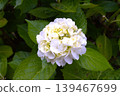 Image of the rainy season: Hydrangeas 139467699