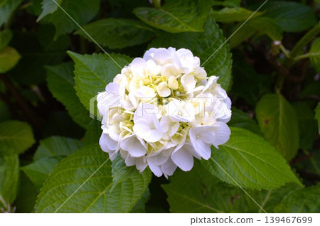 Image of the rainy season: Hydrangeas 139467699