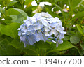 Image of the rainy season: Hydrangeas 139467700