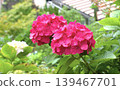 Image of the rainy season: Hydrangeas 139467701