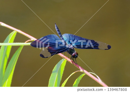 A dragonfly resting on a branch 139467808