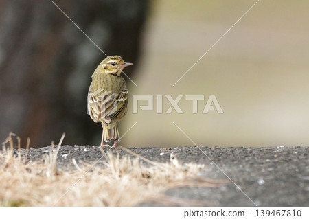 A tree pipit landed on the ground. A tree pipit landed on the ground. 139467810
