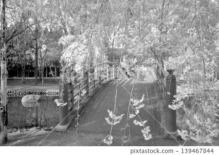 日本,新潟縣,越後湯澤,中央公園,垂枝櫻花 日本,新潟縣,越後湯澤,中央公園,垂枝櫻花 139467844