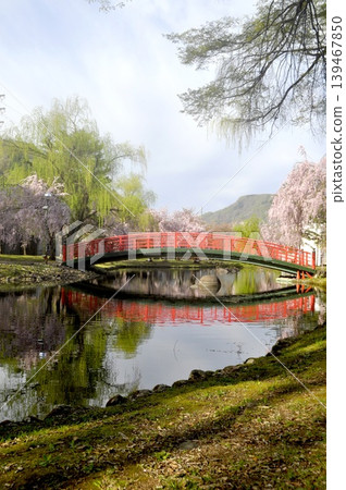 Japan, Niigata, Echigo Yuzawa, Central Park, Weeping Cherry Tree Japan, Niigata, Echigo Yuzawa, Central Park, Weeping Cherry Tree 139467850