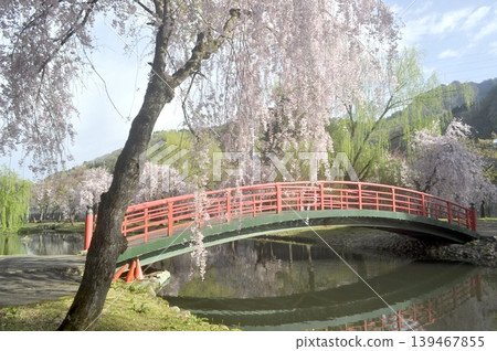 日本，新潟縣，越後湯澤，中央公園，垂枝櫻花 139467855