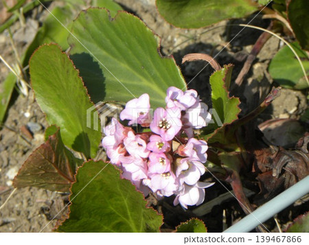 小島花卉協會花園的喜馬拉雅山耳草的粉紅色花朵 139467866