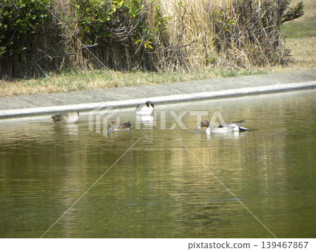 Winter migratory birds that came to Inage Beach Park 139467867