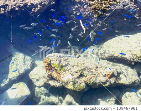 由珊瑚礁和藍色熱帶魚構成的水下世界。 139467961