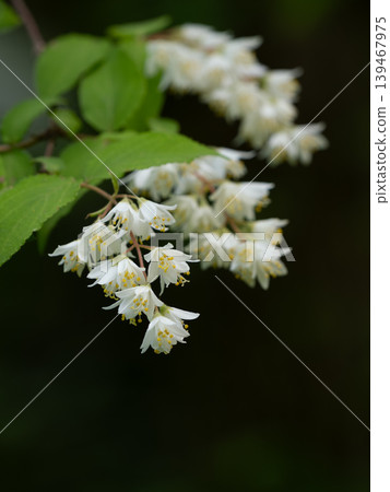 圓錐繡球(Hydrangea paniculata),一種開著簇簇白色小花的植物 圓錐繡球(Hydrangea paniculata),一種開著簇簇白色小花的植物 139467975