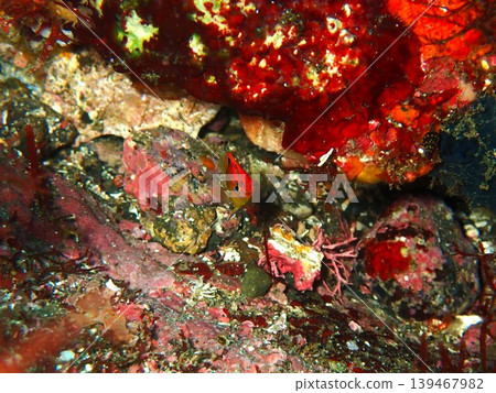 Juvenile fish that inhabit the waters off Izu Oshima 139467982