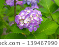 Image of the rainy season: Hydrangeas 139467990