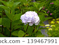 Image of the rainy season: Hydrangeas 139467991
