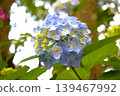 Image of the rainy season: Hydrangeas 139467992