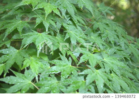 The vibrant green leaves of the maple tree The vibrant green leaves of the maple tree 139468072