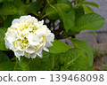 Image of the rainy season: Hydrangeas 139468098