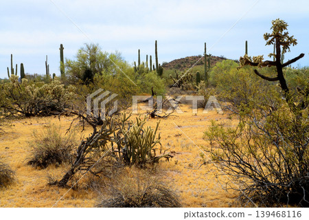 Sonoran Desert Arizona Sonoran Desert Arizona 139468116