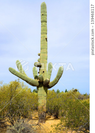 Old Saguaro Cactus Sonora desert Arizona Old Saguaro Cactus Sonora desert Arizona 139468117