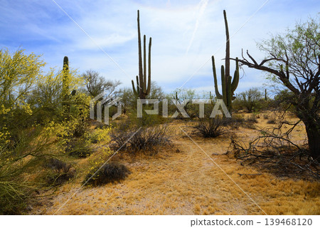 Old Saguaro Cactus Sonora desert Arizona 139468120
