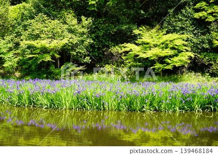 山間小徑旁的花海 山間小徑旁的花海 139468184