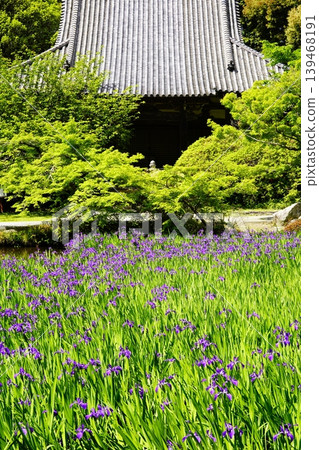 A mountain path, a flowery landscape A mountain path, a flowery landscape 139468191