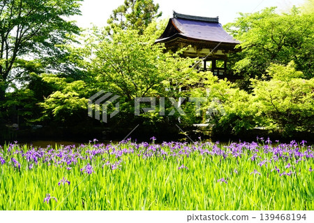 A mountain path, a flowery landscape A mountain path, a flowery landscape 139468194