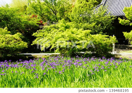 A mountain path, a flowery landscape A mountain path, a flowery landscape 139468195