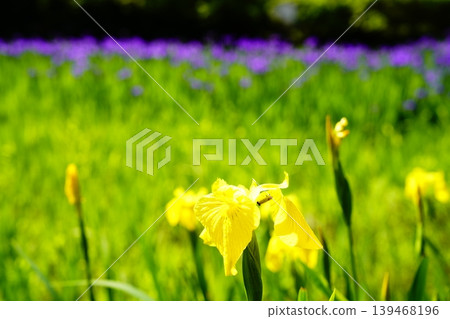 A mountain path, a flowery landscape A mountain path, a flowery landscape 139468196