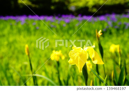 A mountain path, a flowery landscape A mountain path, a flowery landscape 139468197