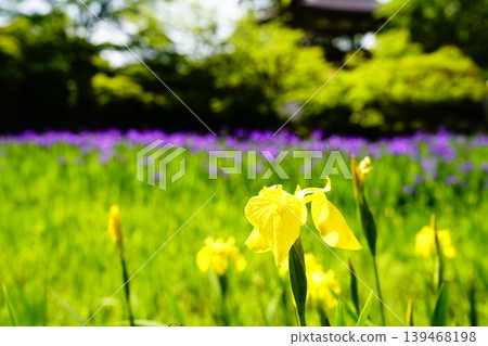 A mountain path, a flowery landscape A mountain path, a flowery landscape 139468198