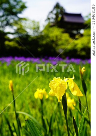 A mountain path, a flowery landscape A mountain path, a flowery landscape 139468199