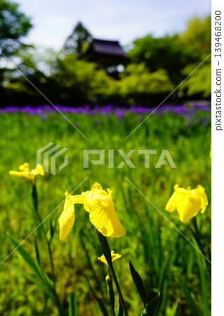 A mountain path, a flowery landscape A mountain path, a flowery landscape 139468200