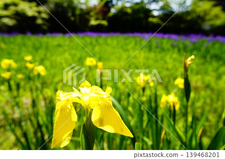A mountain path, a flowery landscape A mountain path, a flowery landscape 139468201