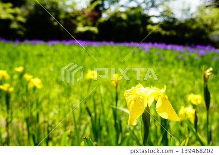 A mountain path, a flowery landscape A mountain path, a flowery landscape 139468202