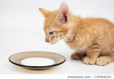 Calm orange kitty drink milk Calm orange kitty drink milk 139468204