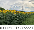 The wind blows through the vast sunflower fields 139468221