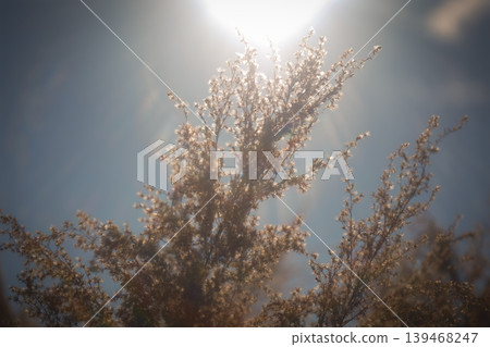Backlighting plants 139468247