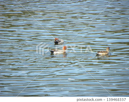 冬季候鳥來到英格海灘公園 冬季候鳥來到英格海灘公園 139468337