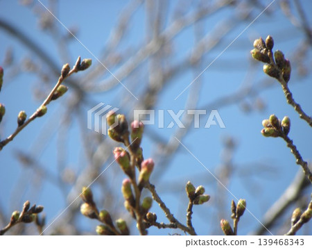 小島花園的櫻花仍含苞待放 小島花園的櫻花仍含苞待放 139468343