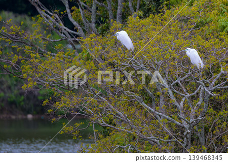 A beautiful white heron stands amidst the fresh greenery by the lake. A beautiful white heron stands amidst the fresh greenery by the lake. 139468345