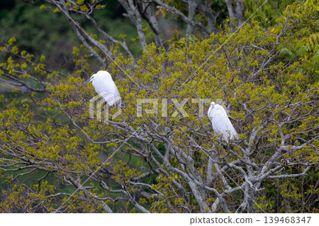 A beautiful white heron stands amidst the fresh greenery by the lake. A beautiful white heron stands amidst the fresh greenery by the lake. 139468347