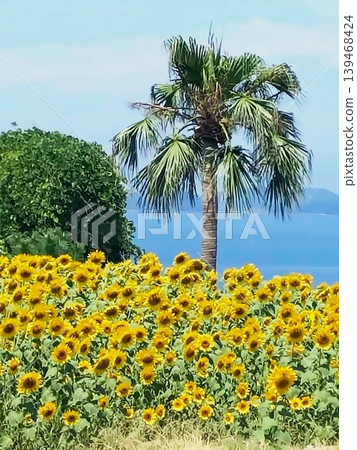 The blue sea of Okinawa stretches out beyond the sunflower fields and palm trees. The blue sea of Okinawa stretches out beyond the sunflower fields and palm trees. 139468424