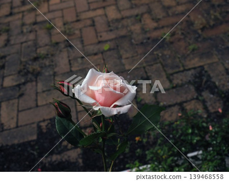 A rose garden in December, with pink roses standing out against a brick background. A winter scene captured with a prime lens. 139468558