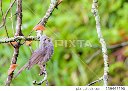 The nature of the satoyama (rural landscape) and the vibrant daily life of the brown-eared bulbul. The nature of the satoyama (rural landscape) and the vibrant daily life of the brown-eared bulbul. 139468590