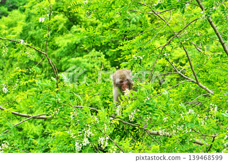 Wild monkeys eating black locust flowers in a tree (Spring, May) Wild monkeys eating black locust flowers in a tree (Spring, May) 139468599