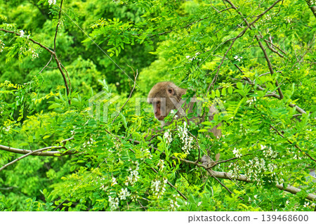 Wild monkeys eating black locust flowers in a tree (Spring, May) Wild monkeys eating black locust flowers in a tree (Spring, May) 139468600