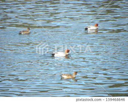 Northern pintail, a winter migratory bird that came to Inage Seaside Park beach pond Northern pintail, a winter migratory bird that came to Inage Seaside Park beach pond 139468646