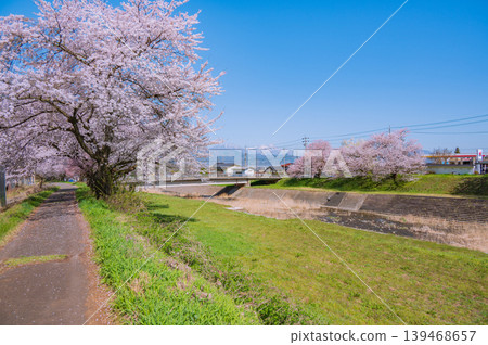 櫻花樹沿著鮎川河堤岸排列，遠處可見北信州的五座山峰 [鬚坂市] 139468657